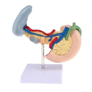 Gyvenimo Dydis Anatomijos Pancrea modelio Žmogaus Kasa Modelis W dvylikapirštės žarnos Blužnies Patologinių Mokymosi